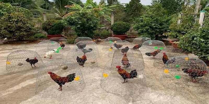 Trại gà Mít Trà Cú tôi luyện nên những chiến kê trứ danh