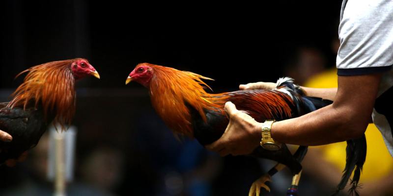 Danh sách những dòng gà chiến Kelso phổ biến hiện nay