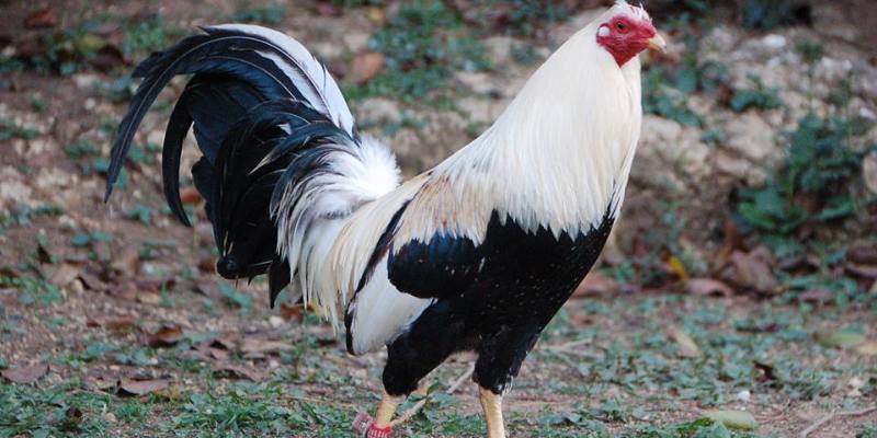 Những đặc tính nổi bật của gà chiến Kelso 